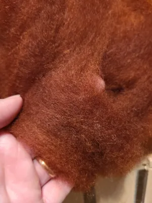Roving RRR-9 Rust Hand-dyed Romney - 2 ounces